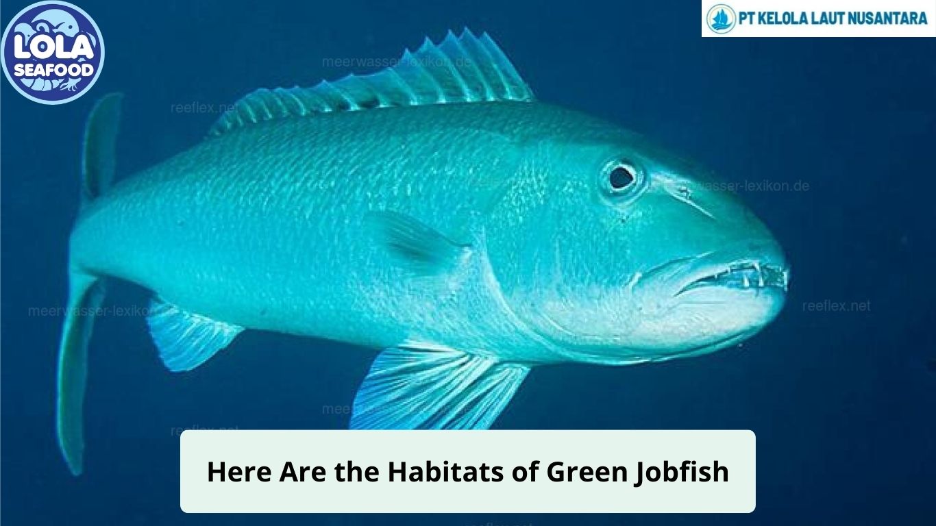 Here Are the Habitats of Green Jobfish